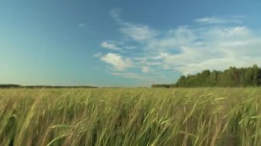 Buğday tarlasında yürüyorum. Doğa, tarım endüstrisi. Hasat için hazırlık yapıyorum. Doğanın güzelliği. Yulaf. Arpa. Çevre. Tarım endüstrisi. Özgürlük, uyum, tefekkür. Barış.