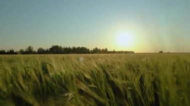 Tarlada güzel bir gün doğumu. Buğday tarlasında gün batımı. Doğa, tarım endüstrisi. Hasat için hazırlık yapıyorum. Yulaf. Arpa.