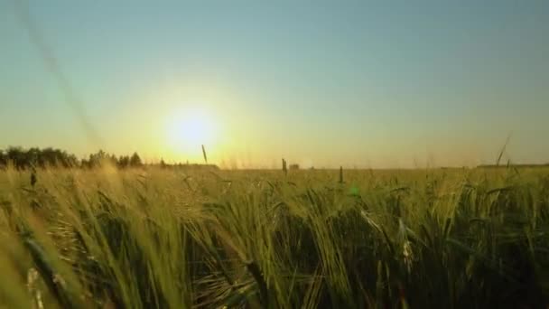 Piękny Wschód Słońca Pola Zachodzący Polu Pszenicy Natura Przemysł Rolny — Wideo stockowe