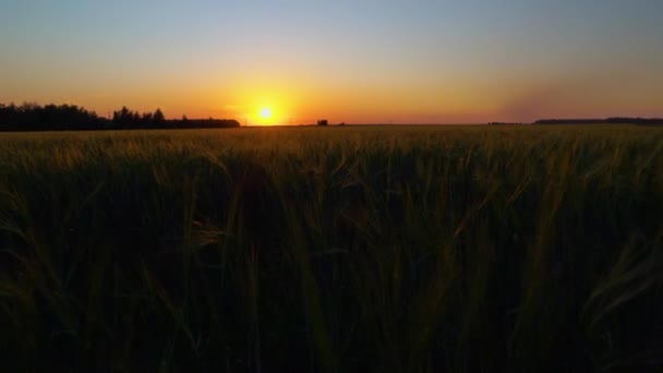Sunset Wheat Field Nature Agro Industry Preparation Harvesting Beautiful Sunrise — Stock Video