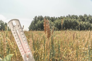 Termometre sahada. Yaz, kuraklık. Yüksek hava sıcaklığı. Sıcaklık. Meteoroloji, tarım endüstrisi. Küresel ısınma ve iklim değişikliği. Güneş ışığında bir termometre.
