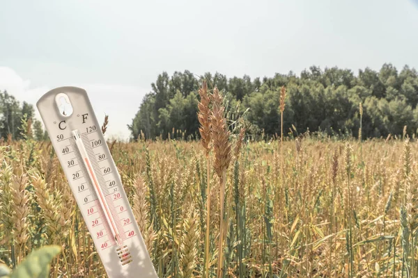 Termometre sahada. Yaz, kuraklık. Yüksek hava sıcaklığı. Sıcaklık. Meteoroloji, tarım endüstrisi. Küresel ısınma ve iklim değişikliği. Güneş ışığında bir termometre.