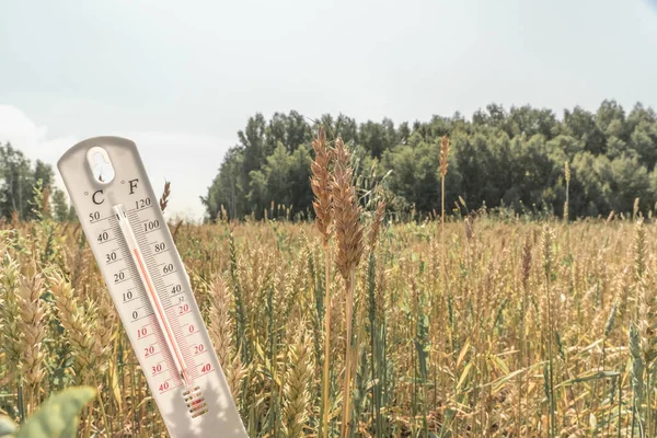 Термометр Поле Саммер Засуха Высокая Температура Воздуха Тепло Метеорология Агропромышленность Лицензионные Стоковые Изображения