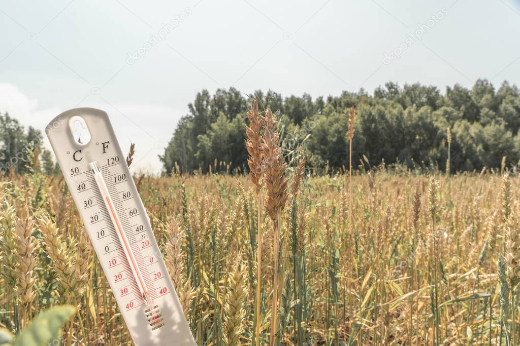 The thermometer is on the field. Summer, drought. High air temperature. Heat. Meteorology, agro-industry. Global warming and climate change. A thermometer in the sunlight.