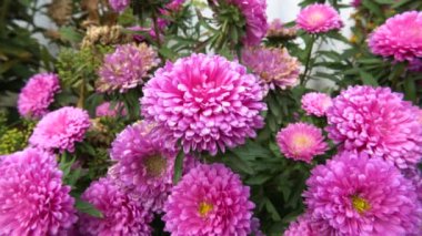 Pembe şakayıklı bir çiçek tarhı. Büyük tomurcuklar. Bahçede bir çiçek. Bahçıvanlık, tarım. Tatil için buket çiçek. En sevdiği çiçekler. Doğanın güzelliği. Harmony, flora, botanik