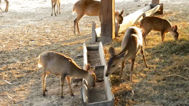 Cerfs mangeant du foin 