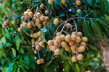 Longan