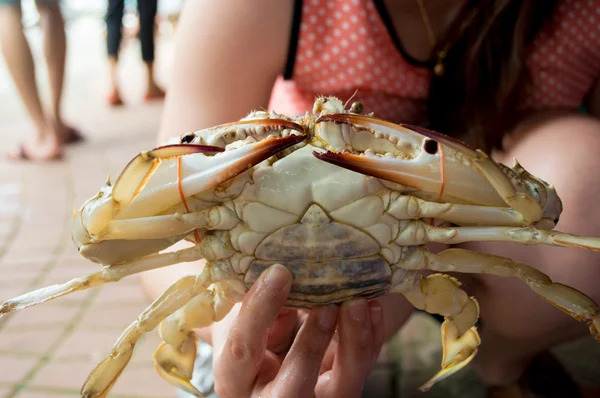 Hand holding crab — Stock Photo, Image
