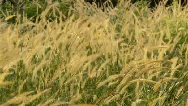 herbe dans le vent