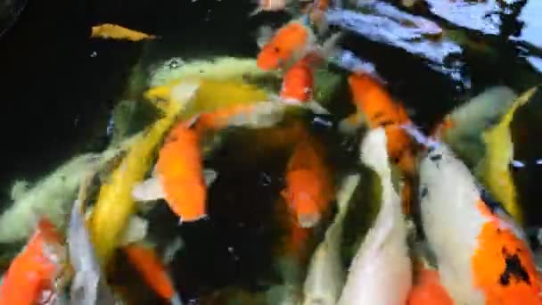 Рыба кои — стоковое видео