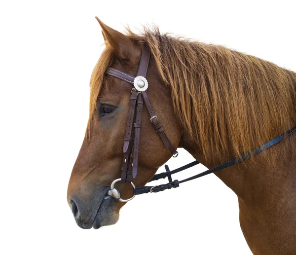 優雅な馬 — ストック写真