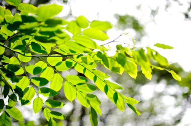 yeşil yaprak çerçeve