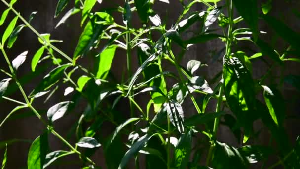 Карият Тайской Травяной Медицины Травы Органические Листья Растений — стоковое видео