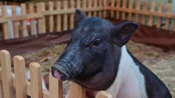 Dwarf Piglet Farm Comes Close Camera — Stok video