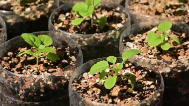 Su damlacıkları yavaş çekimde marulun üzerine düşer.