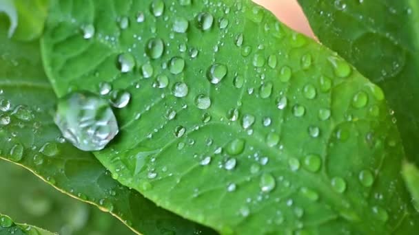 Movimiento Lento Del Agua Rodada Sobre Hojas Impermeables Después Lluvia — Vídeo de stock