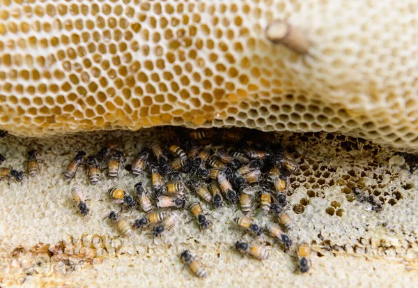 Natural Honeycomb Fresh Market — Stock Photo, Image