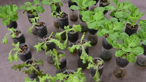 Frisches Gemüse Recycelter Plastikwasserflasche — Stockvideo