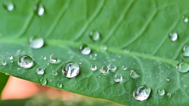 Mouvement Lent Eau Roulée Sur Des Feuilles Imperméables — Video