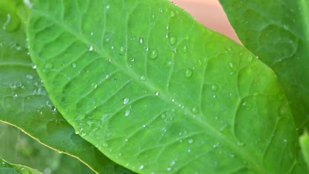 Goccia Acqua Scorre Giù Una Foglia — Video Stock