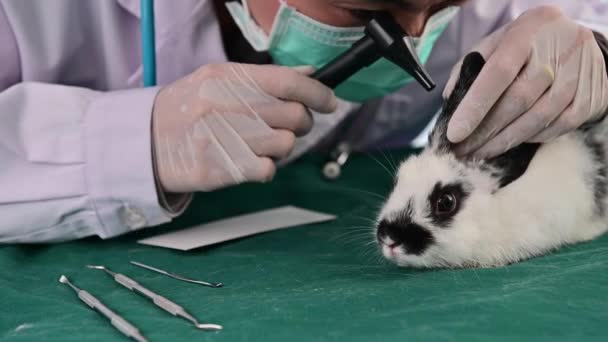 4K女性獣医チェックウサギ耳でクリニック — ストック動画