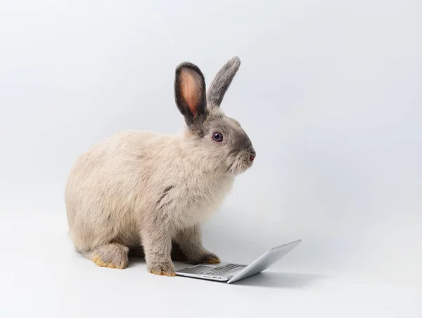 白色背景下使用笔记本电脑的兔子 — 图库照片