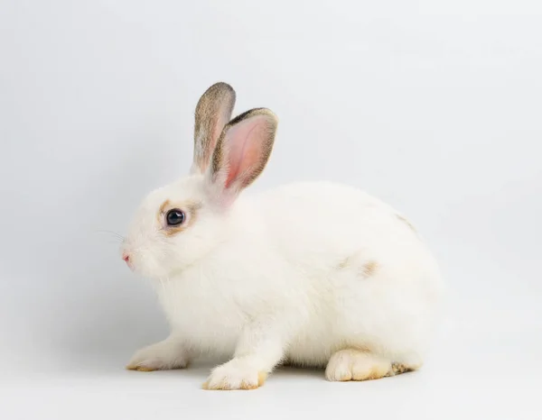 白色背景的白兔 — 图库照片