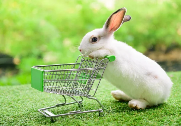 Conejo Con Carrito Compras Vacío Sobre Fondo Bokeh Verde —  Fotos de Stock