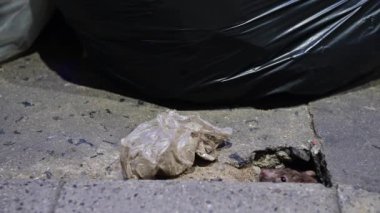 4K Rat escaped through the hole after finding food scraps in garbage bags