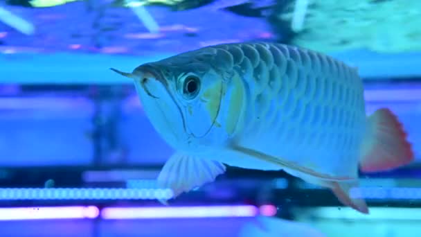 Head Short Arowana Fish Swimming Fish Tank — Stock Video