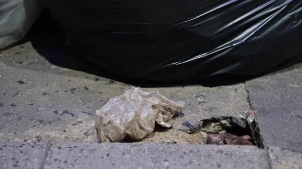 Rat Escaped Hole Finding Food Scraps Garbage Bags – Stock-video