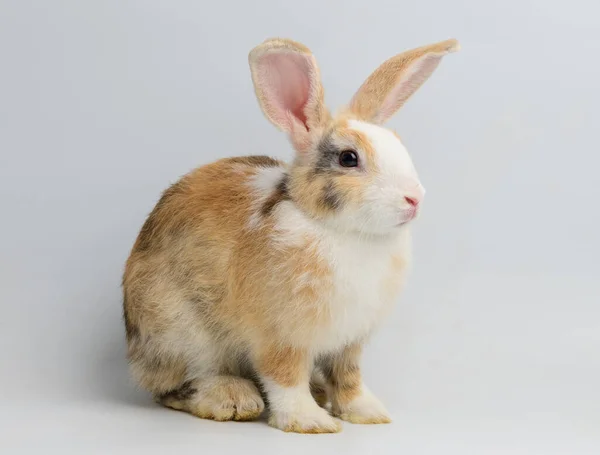 One Orange Rabbit White Background — Stockfoto