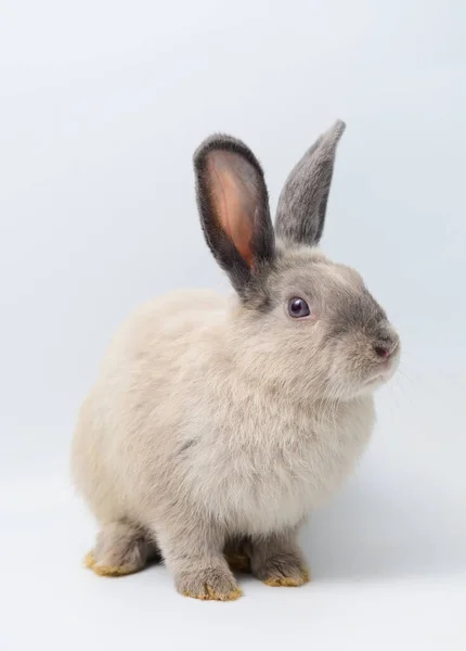 可爱的灰兔子坐在白色的背景上 — 图库照片