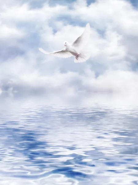 Біла голубка води — стокове фото