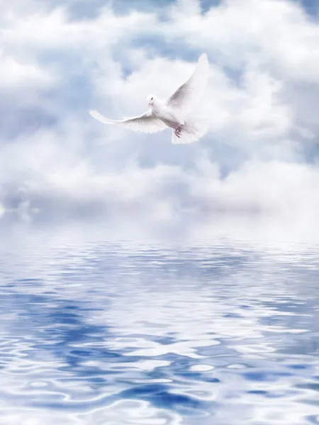 White Dove of the water — Stock Photo, Image