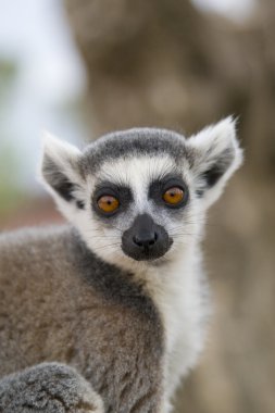 Ring-Tailed Maki
