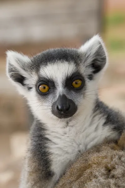 Lemur-de-cauda-anelada — Fotografia de Stock