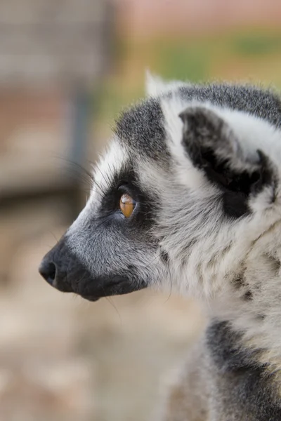 Ring-tailed Lemur — Stock Photo, Image