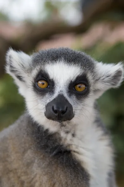 Ring-tailed Lemur — Stock Photo, Image