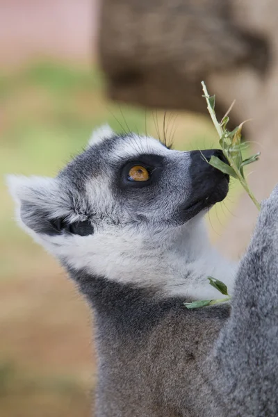 Lemur-de-cauda-anelada — Fotografia de Stock