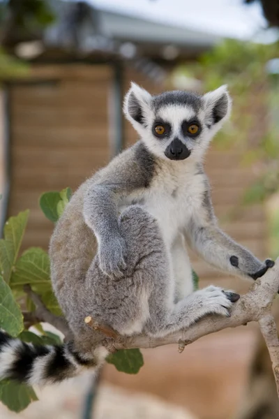 Lemur-de-cauda-anelada — Fotografia de Stock