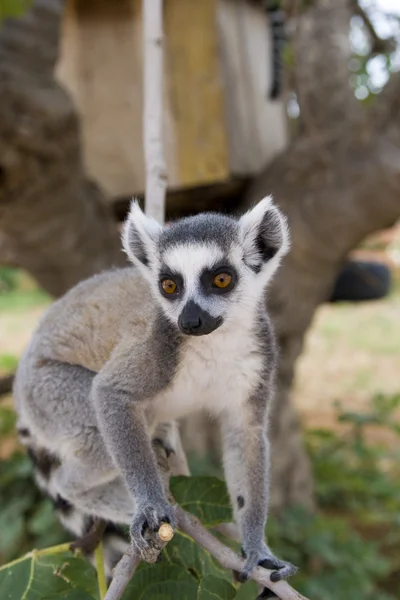 Ring-tailed Lemur — Stock Photo, Image