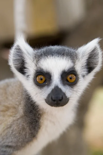 Lemur-de-cauda-anelada — Fotografia de Stock