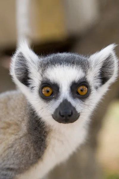 Ring-Tailed Maki — Stok fotoğraf