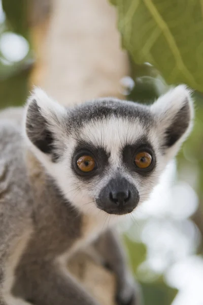 Ring-tailed Lemur — Stock Photo, Image