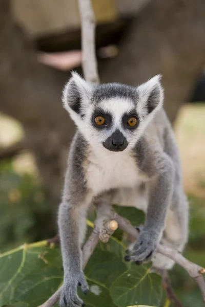 Ring-tailed Lemur — Stock Photo, Image