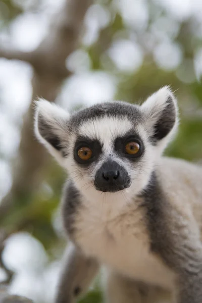 Lemur-de-cauda-anelada — Fotografia de Stock