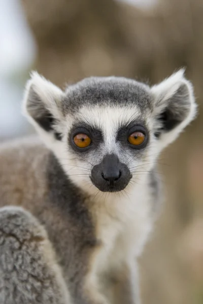 Ring-Tailed Maki — Stok fotoğraf