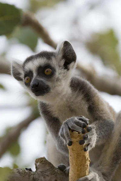 Ring-Tailed Maki — Stok fotoğraf