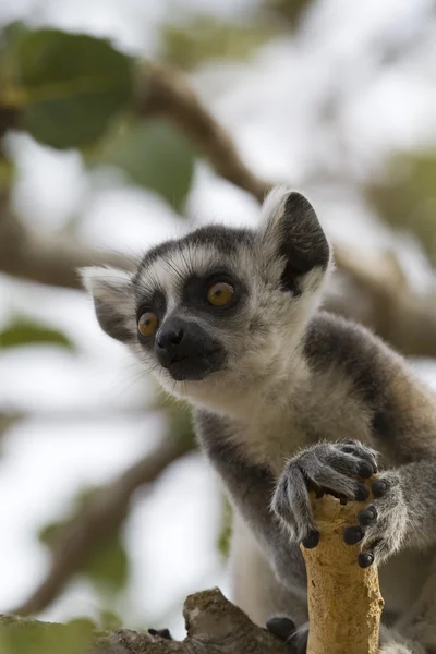 Ring-tailed Lemur — Stock Photo, Image